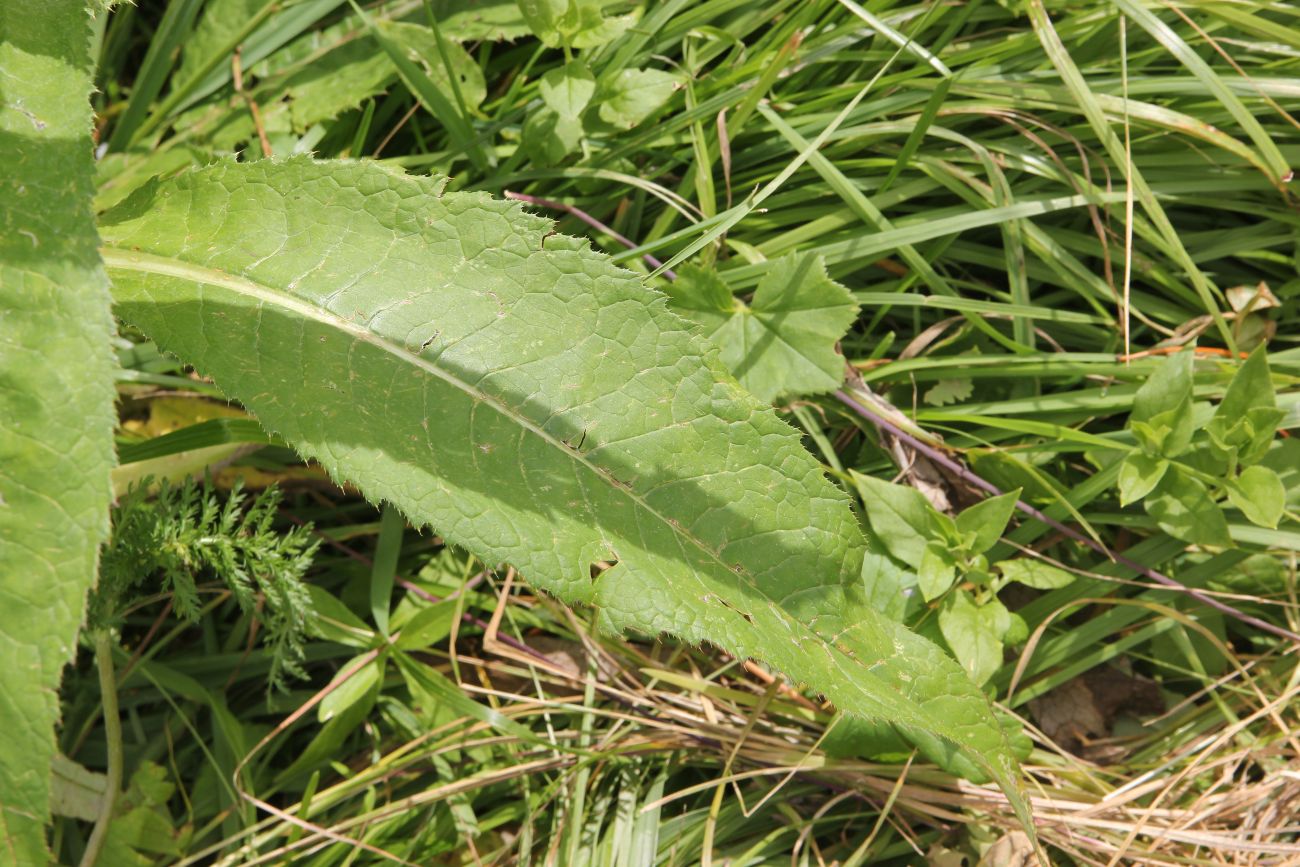 Изображение особи Cirsium helenioides.