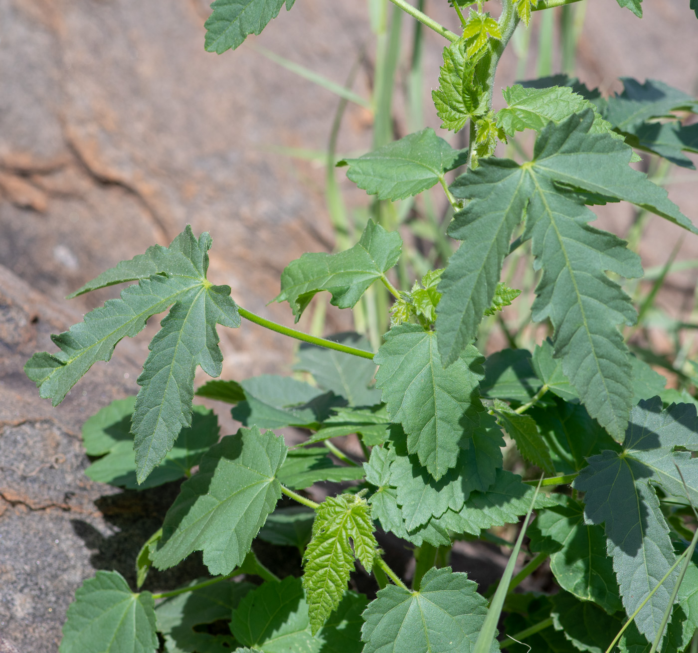 Image of Hibiscus fleckii specimen.