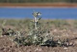 Gnaphalium rossicum. Цветущее и плодоносящее растение. Крым, Симферополь, западный берег Симферопольского водохранилища. 24.08.2020.