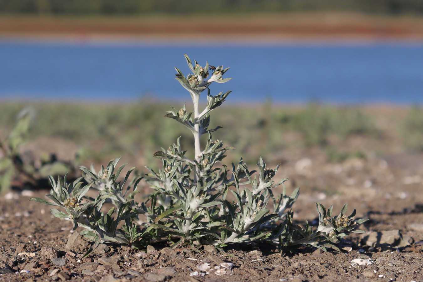 Image of Gnaphalium rossicum specimen.