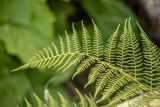 Athyrium distentifolium. Верхушка спороносящей вайи. Краснодарский край, Адлерский р-н, окр. с. Эстосадок, северный склон хр. Аибга, выс. ≈ 2100 м н.у.м., субальпийский луг. 11.08.2020.