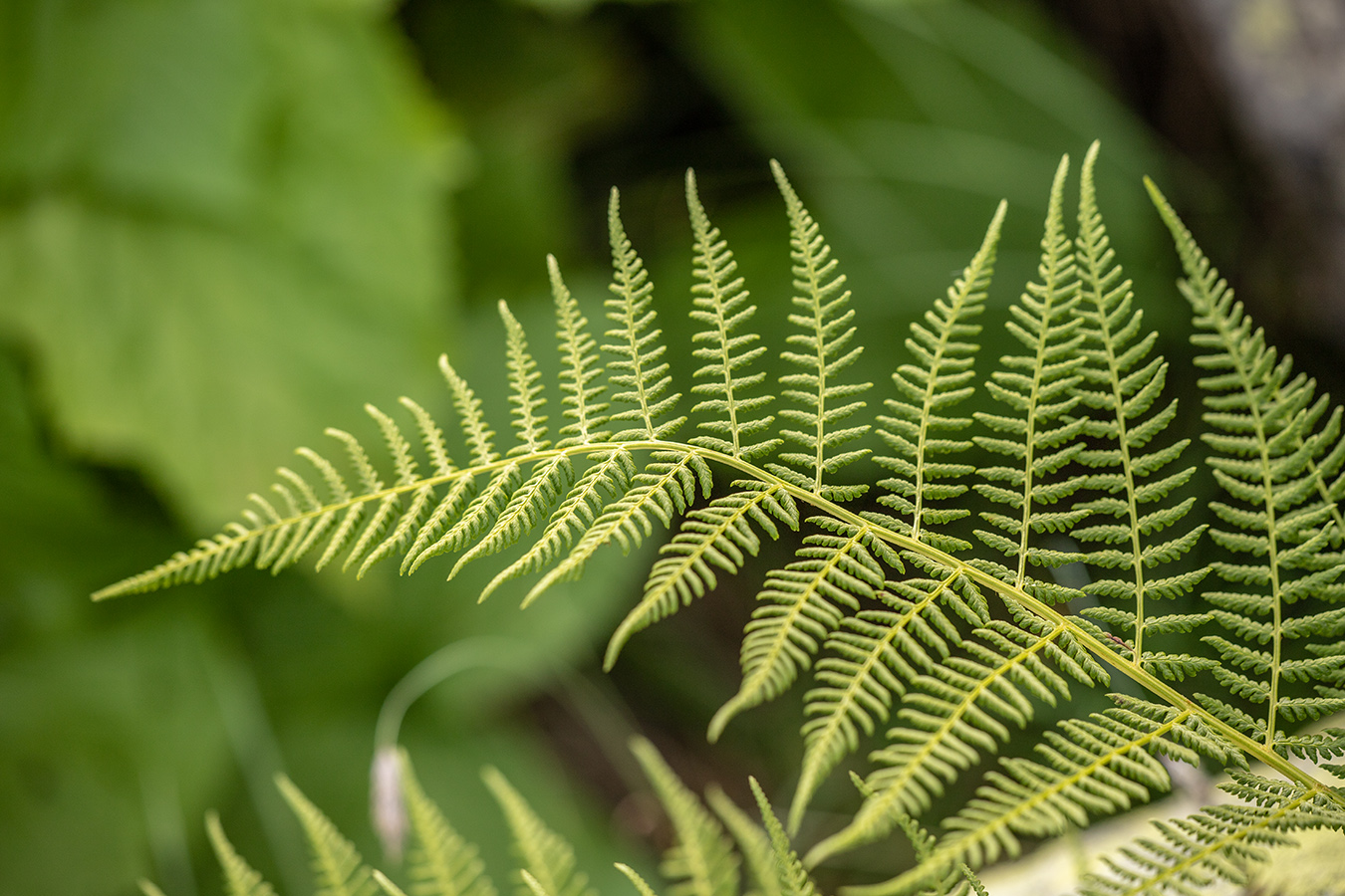 Image of Athyrium distentifolium specimen.