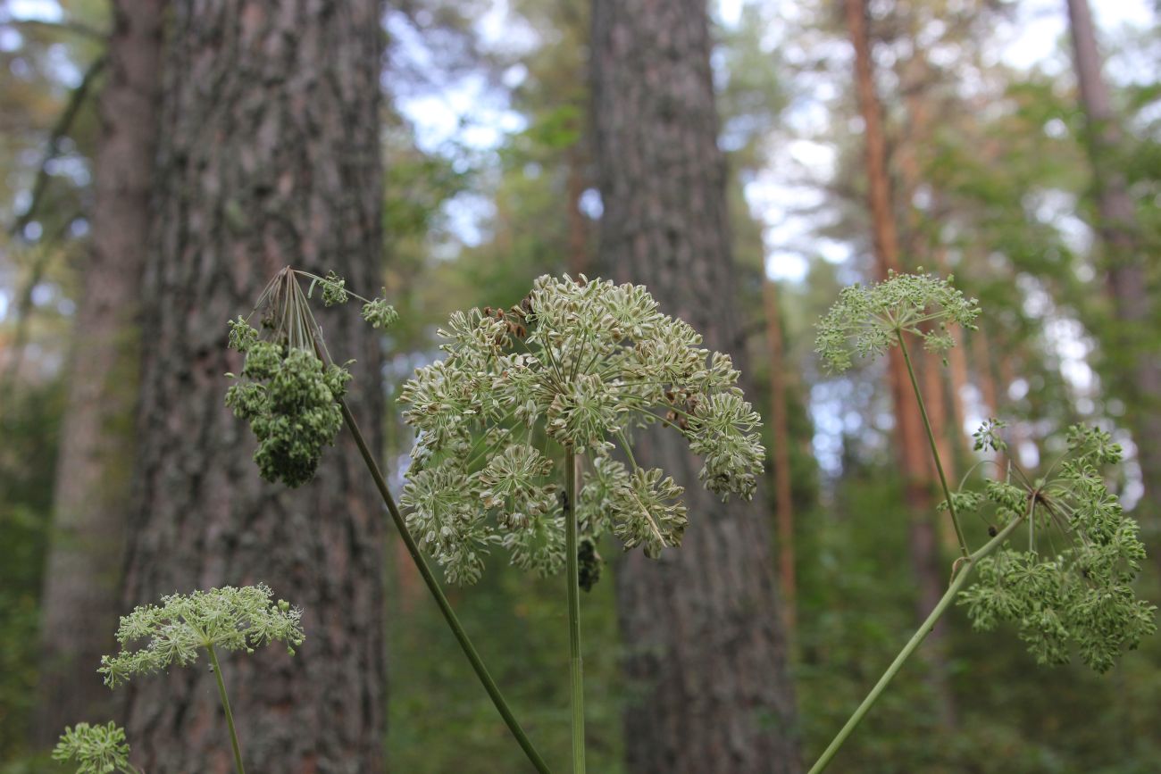 Изображение особи Angelica sylvestris.