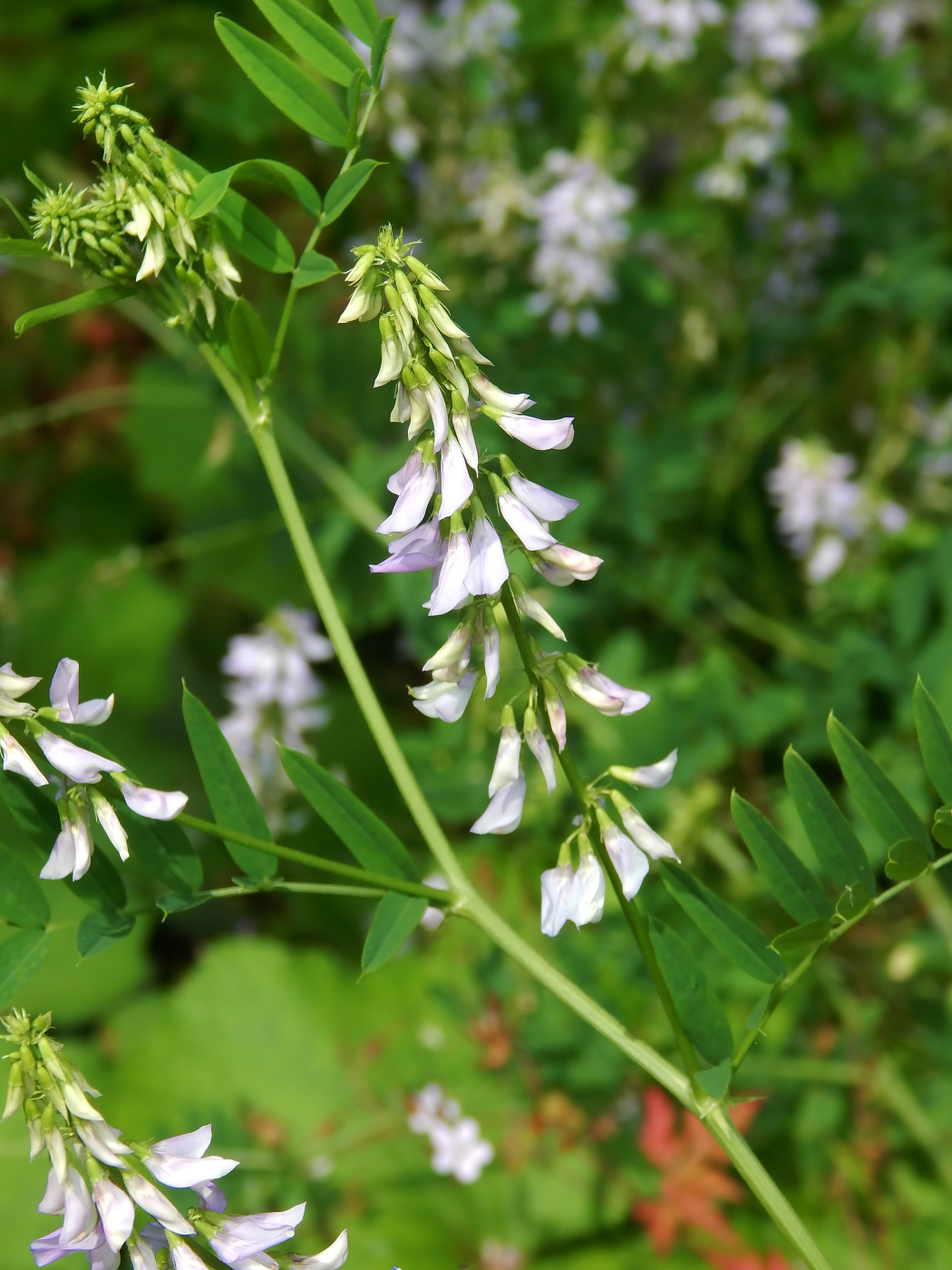 Изображение особи Galega officinalis.