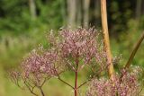 Valeriana officinalis. Соплодие. Костромская обл., Кологривский р-н, окр. заброшенной деревни Козлово, луг в смешанном лесу на месте старой вырубки. 28 августа 2020 г.