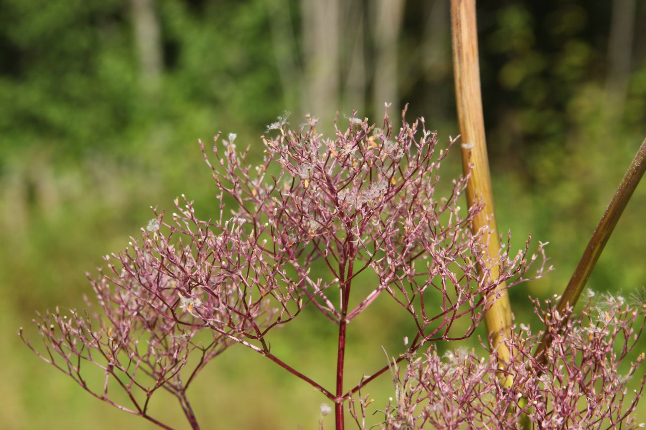 Изображение особи Valeriana officinalis.