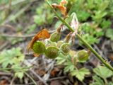 Image of taxon representative. Author is Александр Эбель