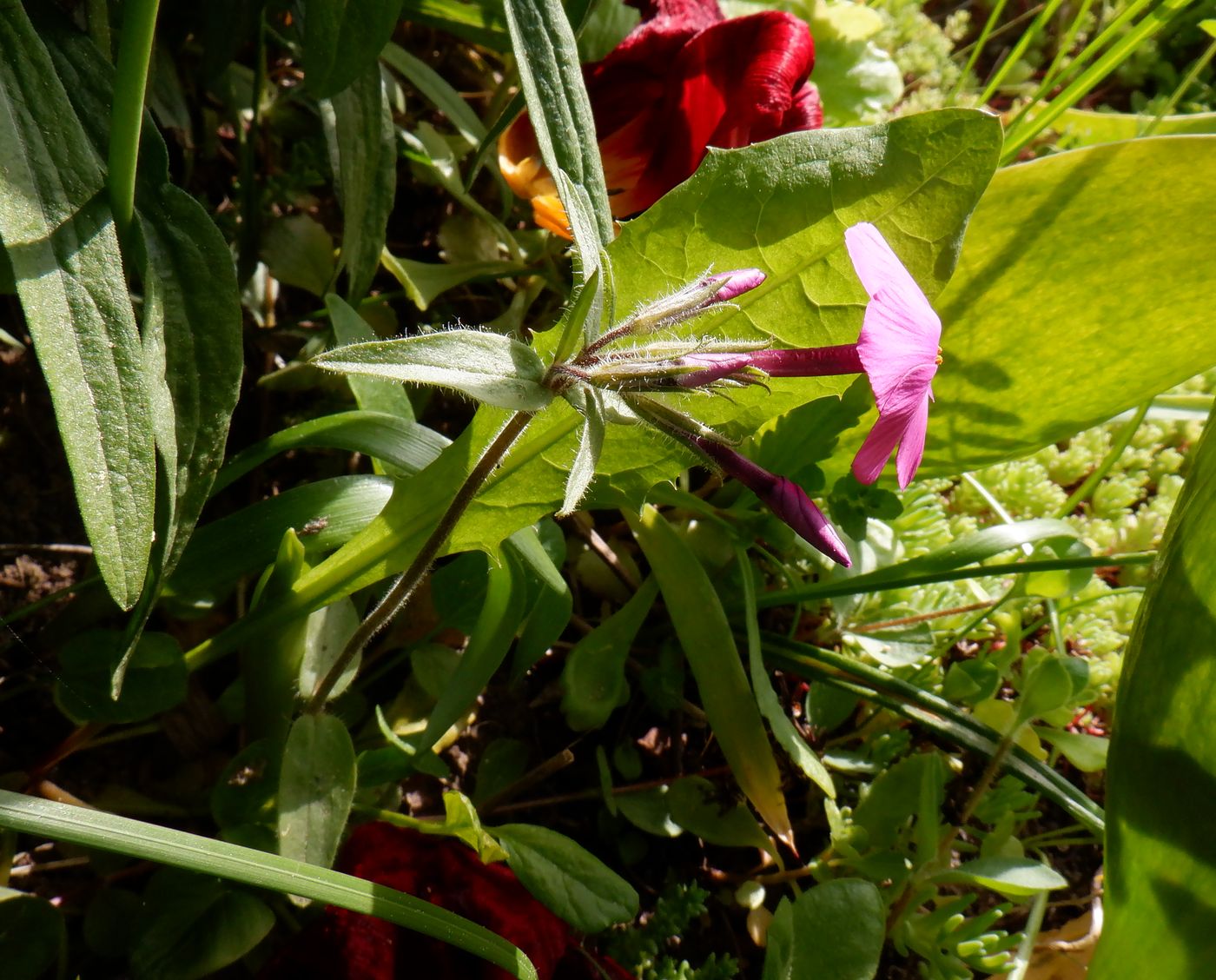 Image of Phlox stolonifera specimen.