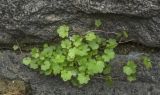 Cymbalaria muralis