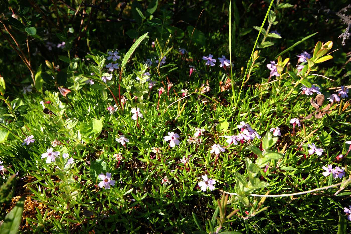 Изображение особи Silene acaulis.