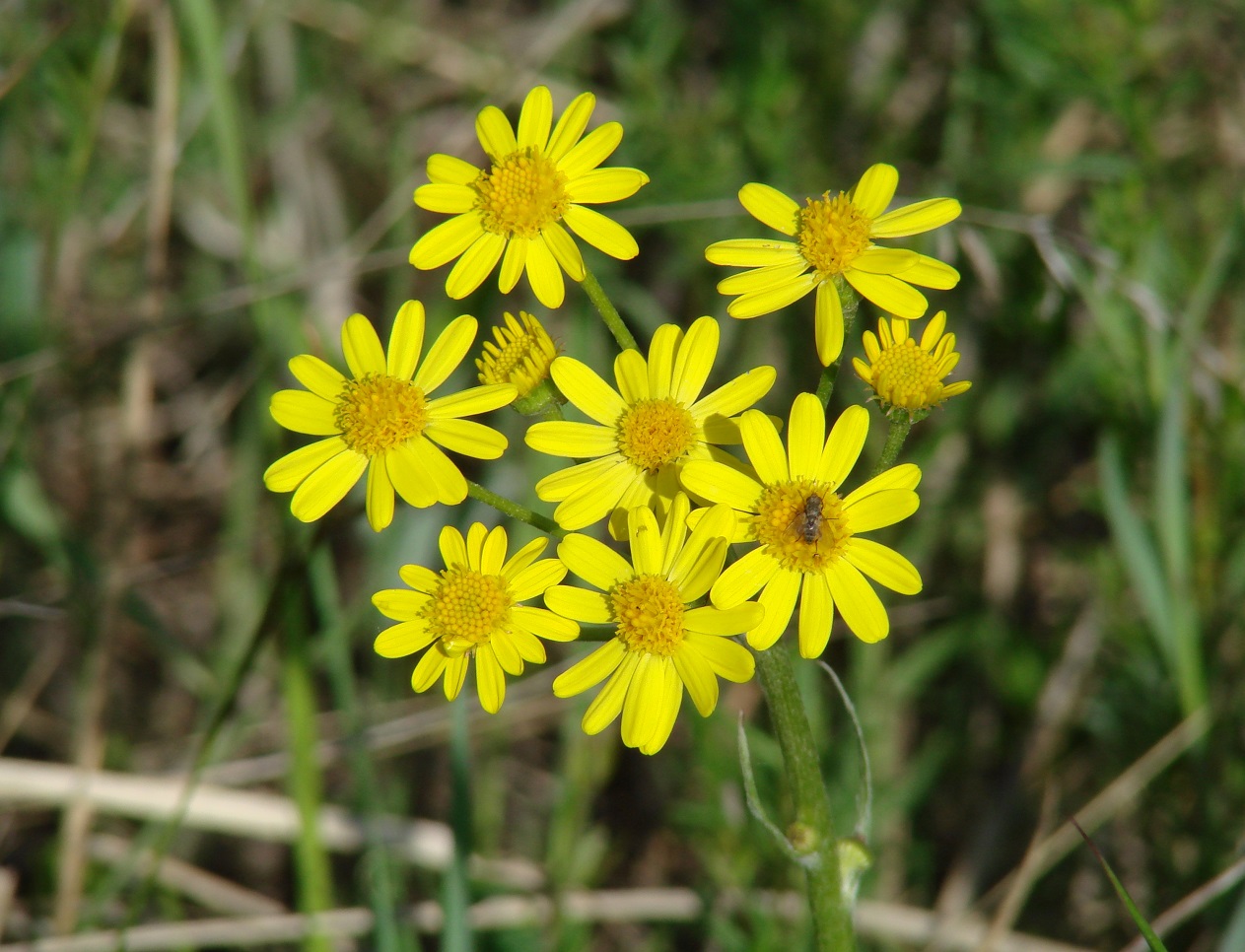 Изображение особи Tephroseris integrifolia.