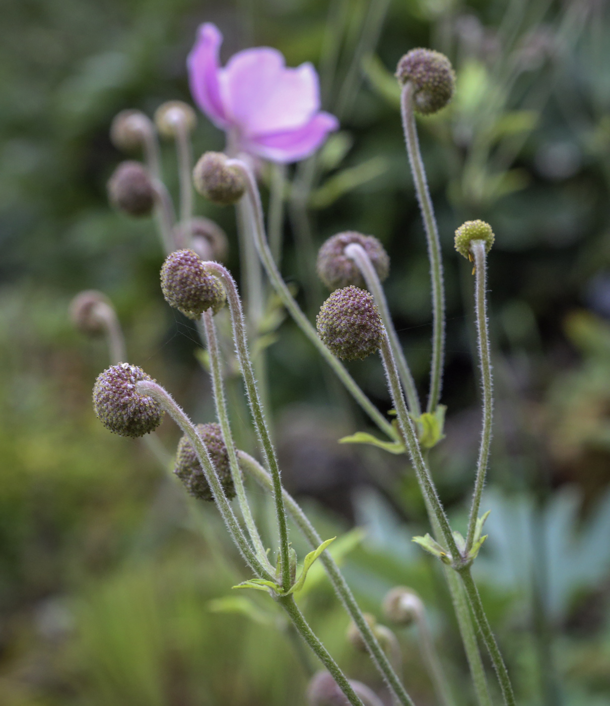 Image of Anemone hupehensis specimen.