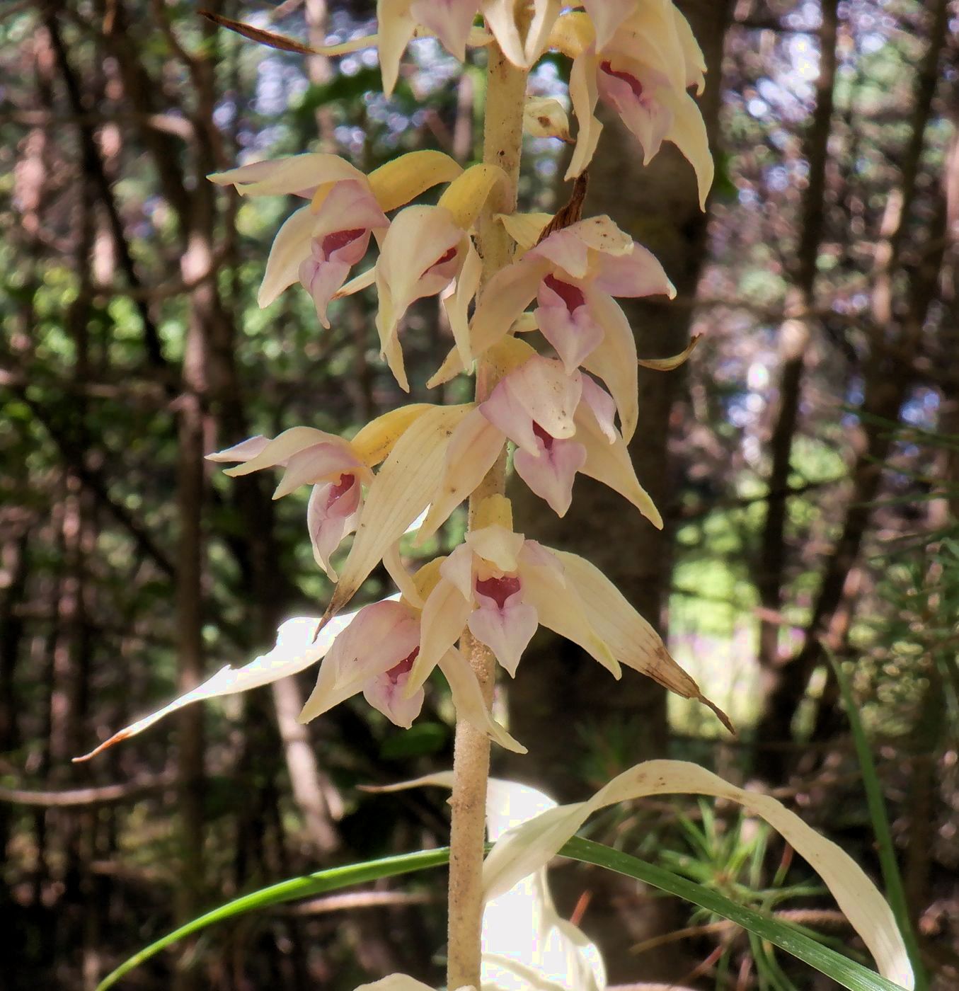 Изображение особи Epipactis helleborine.