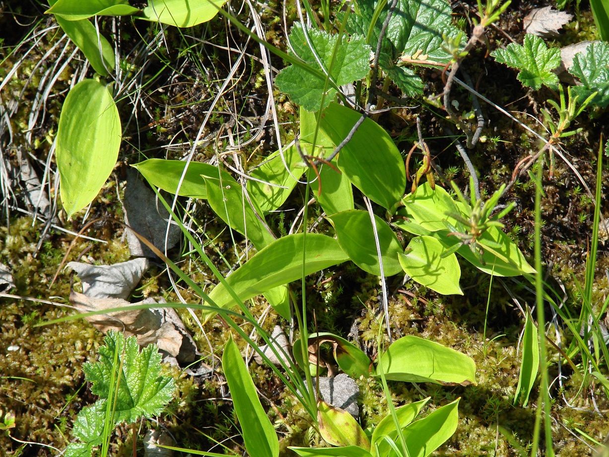 Изображение особи Smilacina trifolia.