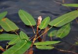 Persicaria amphibia. Верхушка побега с соцветием и отдыхающей мухой. Тверская обл., Кашинский гор. округ, долина р. Медведица, в воде. 11.07.2020.