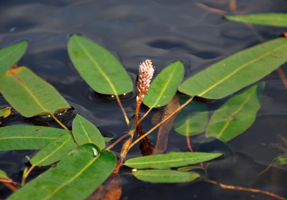 Image of Persicaria amphibia specimen.