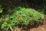 Impatiens walleriana