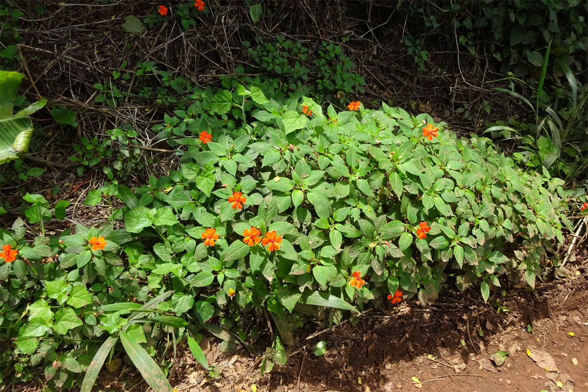 Изображение особи Impatiens walleriana.