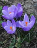 Crocus vernus. Цветущие растения. Узбекистан, г. Ташкент, пос. Улугбек, в культуре. 19.03.2014.