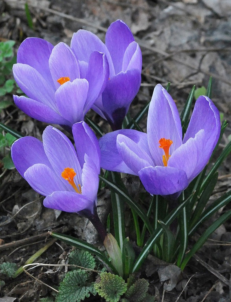 Изображение особи Crocus vernus.