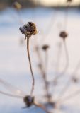 Tripleurospermum inodorum. Верхушка прошлогоднего побега с соплодием. Пермский край, пос. Юго-Камский, разнотравный луг. 13 января 2021 г.