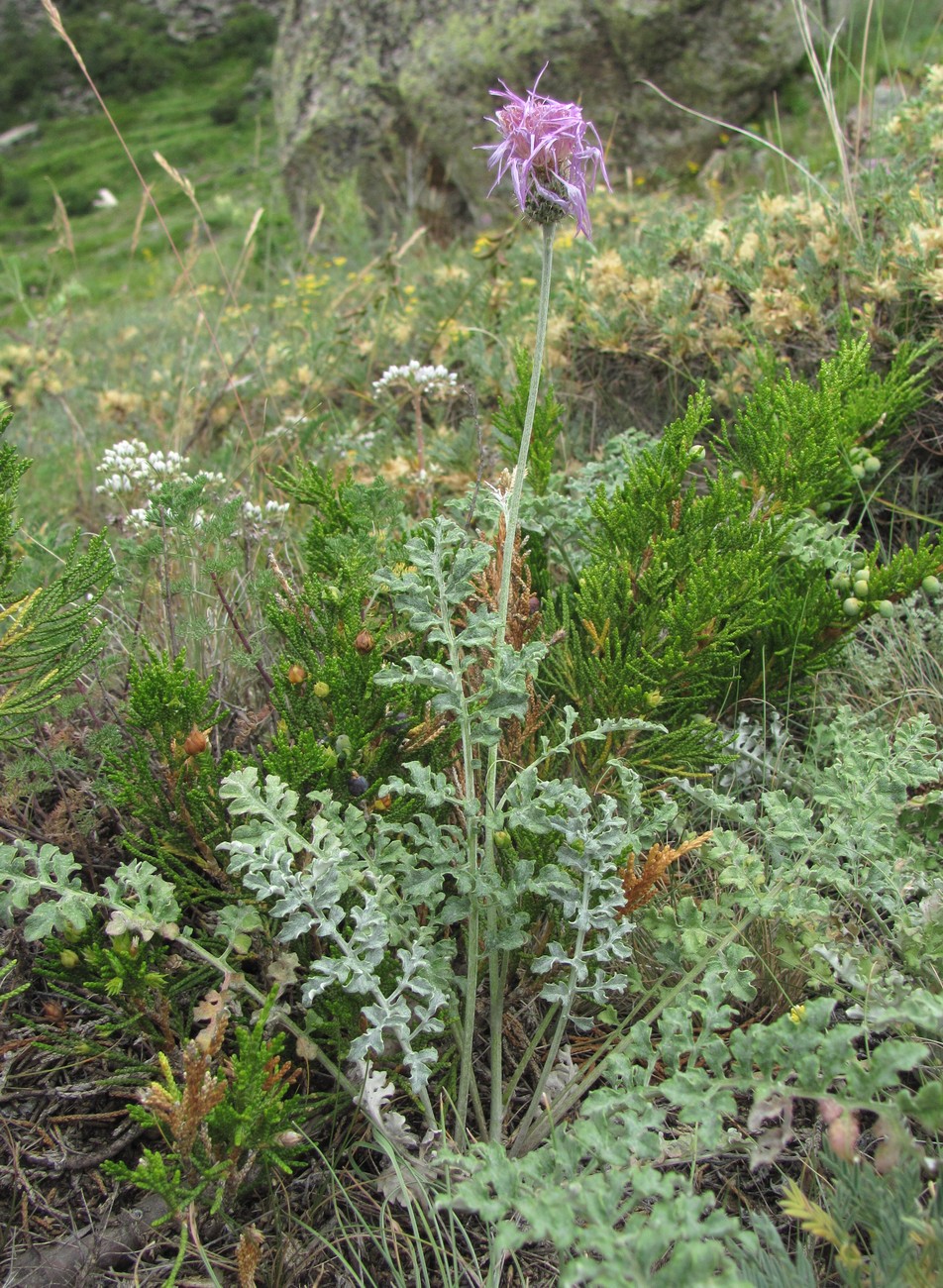 Изображение особи Psephellus salviifolius.