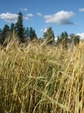 Hordeum vulgare