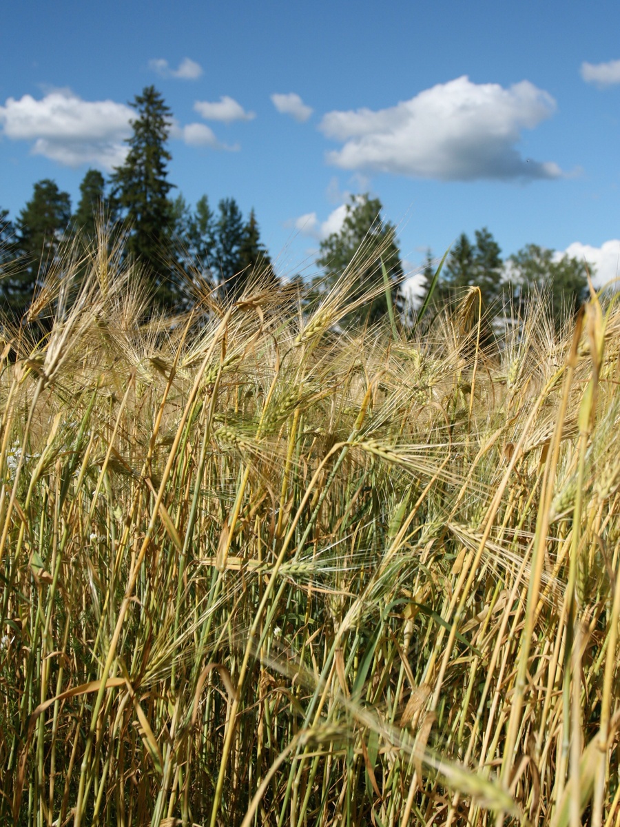 Изображение особи Hordeum vulgare.