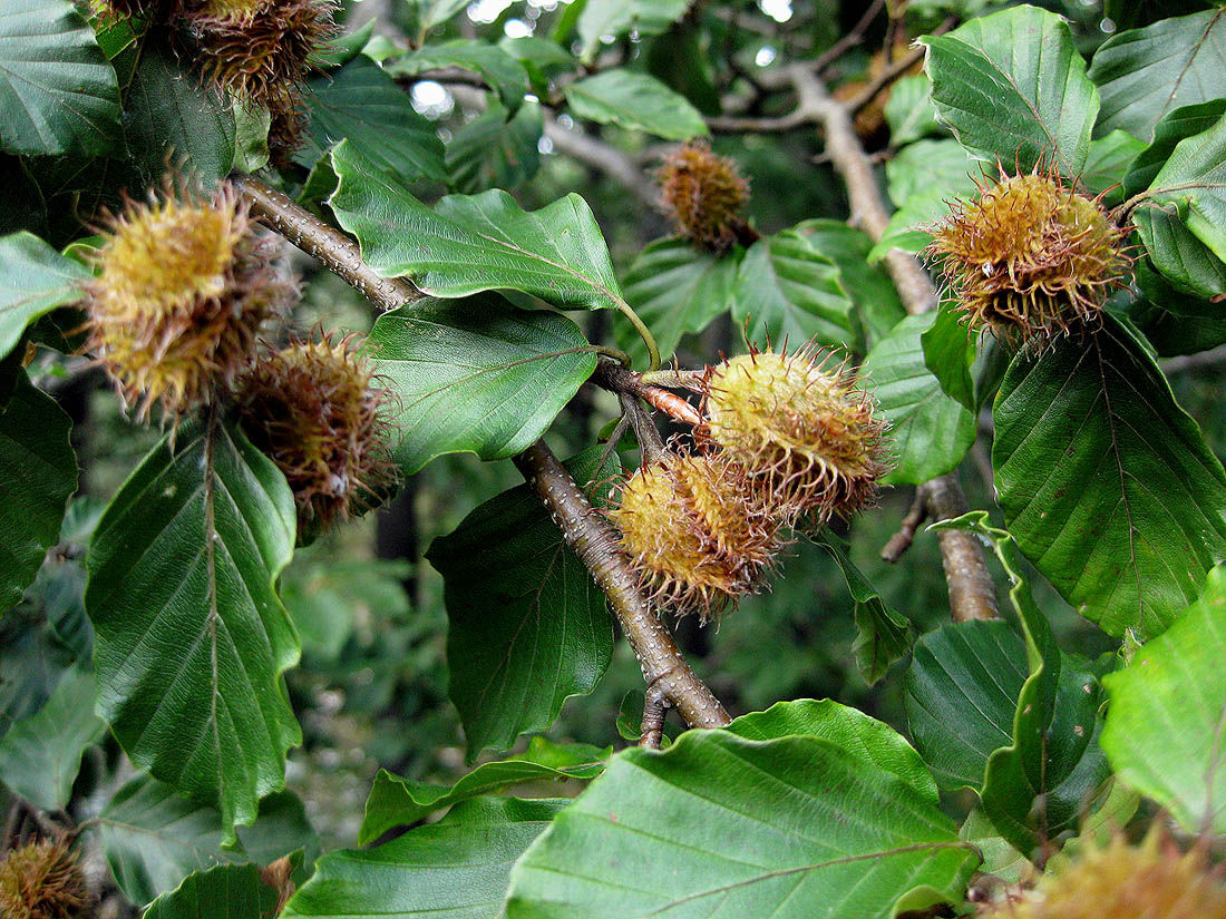 Image of Fagus sylvatica specimen.