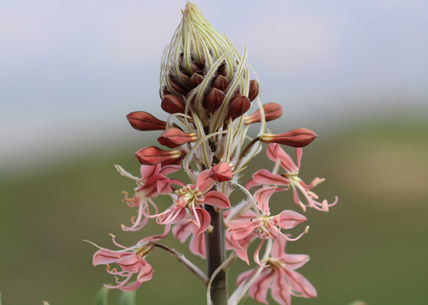 Image of Eremurus alberti specimen.