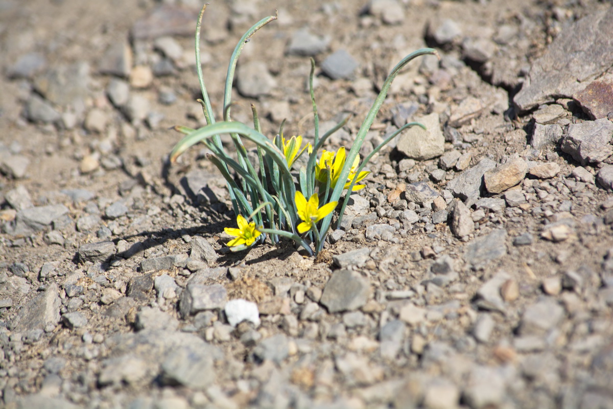 Image of genus Gagea specimen.