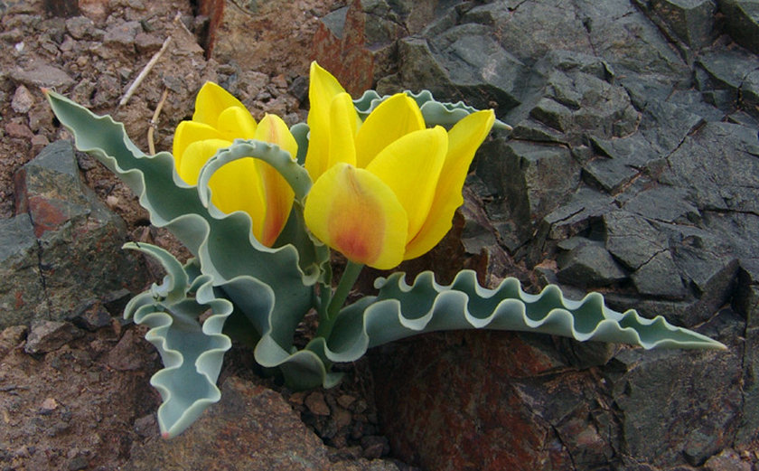 Изображение особи Tulipa alberti.