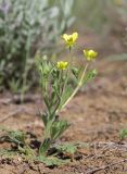 Ranunculus oxyspermus