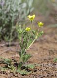 Ranunculus oxyspermus. Цветущее растение. Крым, Керченский п-ов, Приазовье, Караларская степь, степной склон. 6 мая 2021 г.