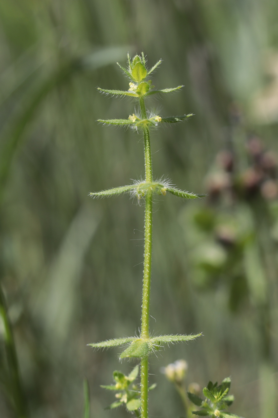 Изображение особи Cruciata pedemontana.