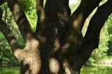 Quercus robur
