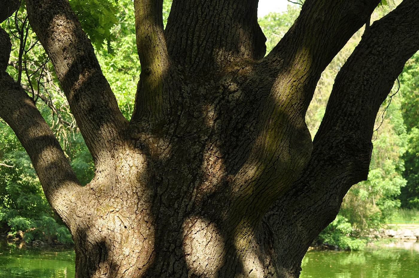 Image of Quercus robur specimen.