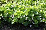 Viola alba