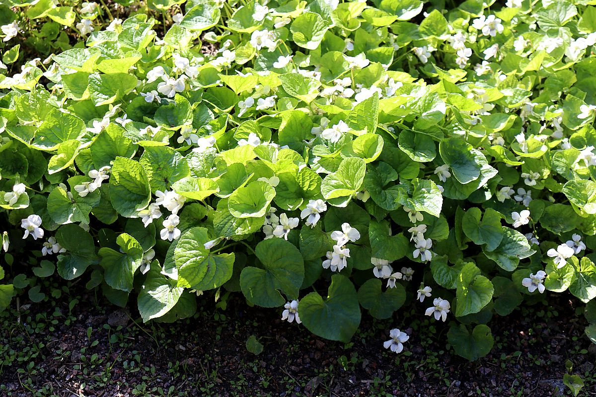 Image of Viola alba specimen.