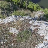 Artemisia campestris. Вегетирующее растение с высохшими прошлогодними плодоносящими побегами в сообществе с вегетирующим Sedum acre. Пермский край, Кунгурский р-н, окр. с. Каширино, долина р. Сылва, обнажение гипсов, вершина скалистого выступа. 06.06.2021.