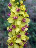 Verbascum nigrum. Часть соцветия. Украина, Ивано-Франковская обл., Надворнянский р-н, с. Максимец. 28 августа 2010 г.