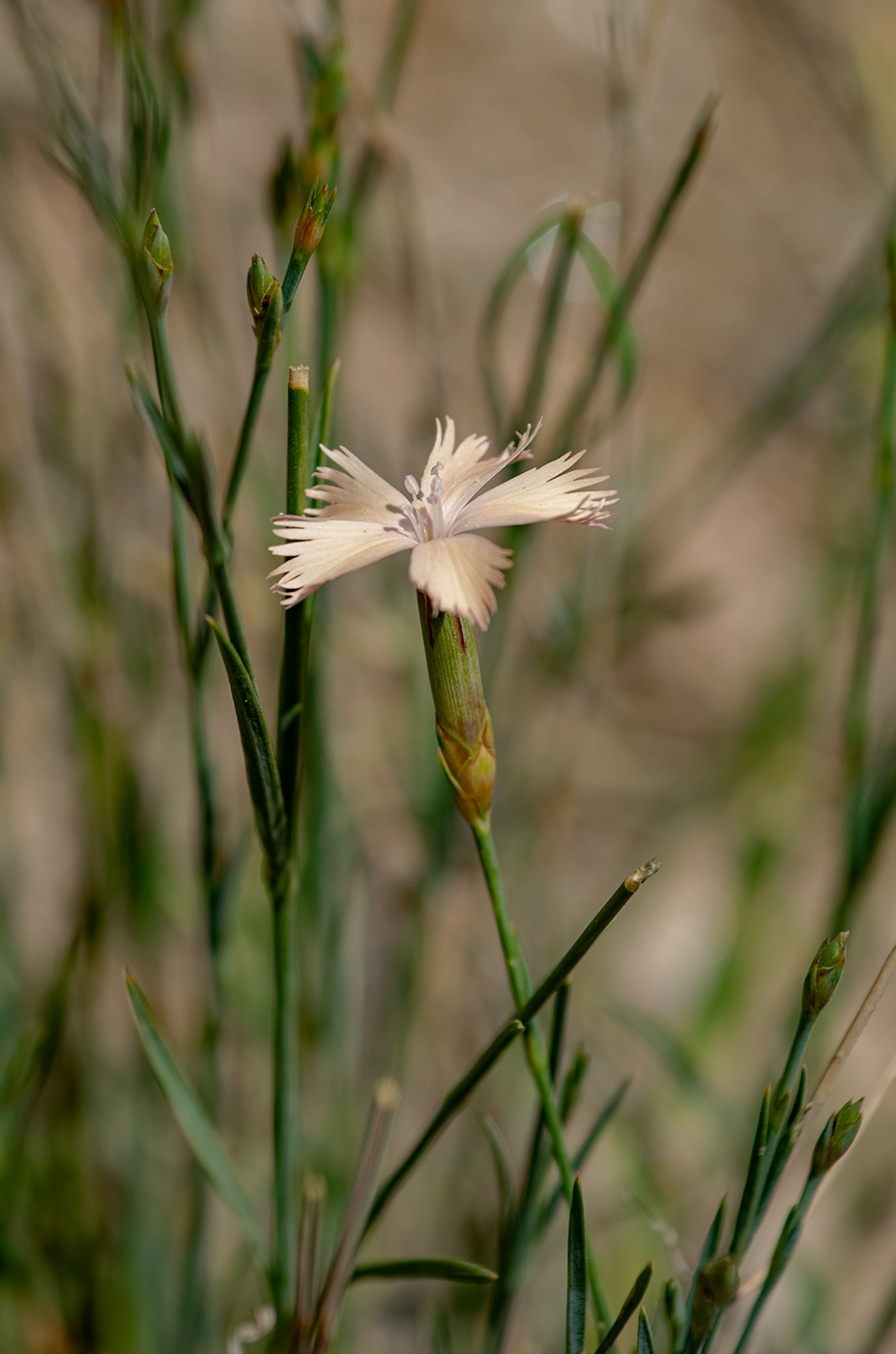 Изображение особи род Dianthus.