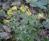 Trifolium aureum