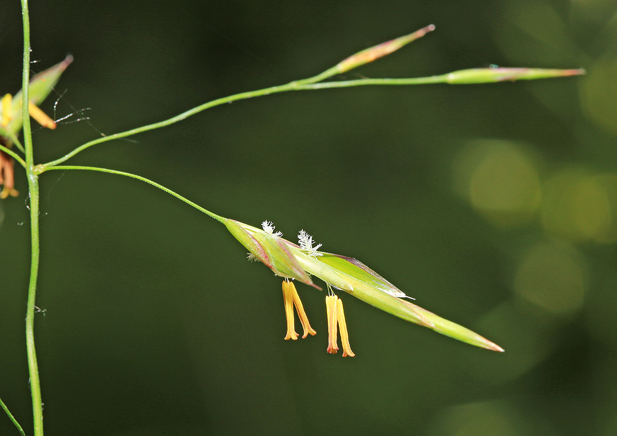 Image of Bromopsis pumpelliana ssp. flexuosa specimen.