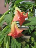 род Brugmansia. Цветы и листья. Беларусь, г. Минск, клумба у жилого дома. 29.07.2021.