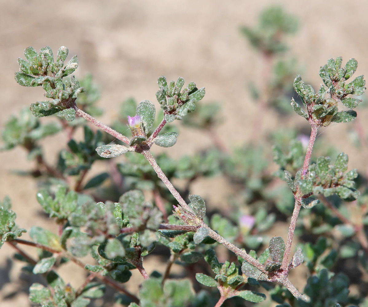 Image of Frankenia pulverulenta specimen.