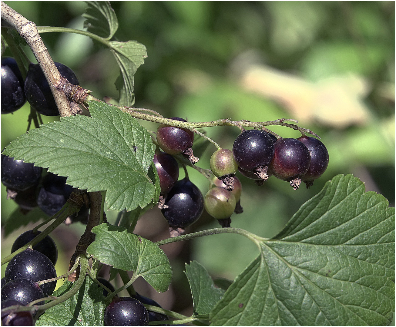 Изображение особи Ribes nigrum.