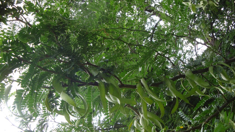 Изображение особи Gleditsia triacanthos.