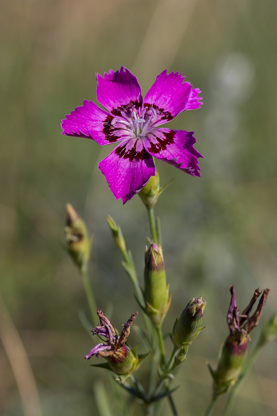 Image of Dianthus versicolor specimen.