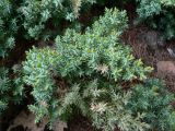 Juniperus communis разновидность saxatilis. Вегетирующее растение. Хабаровский край, Хабаровский р-н, 17 км Владивостокского шоссе, в культуре. 24.05.2015.